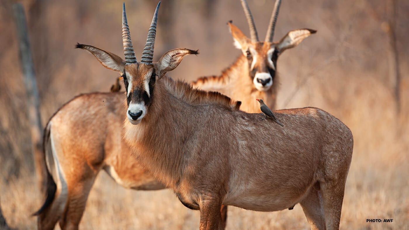 A partnership to save the endangered roan antelope